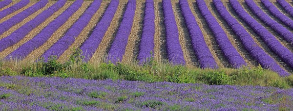 Alpes-de-Haute-Provence, champ de lavande