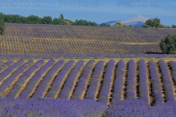 Drôme, champ de lavande