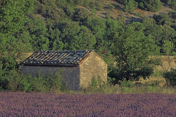 Paysage de Provence