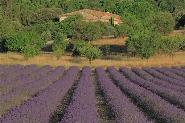 Paysage de Provence