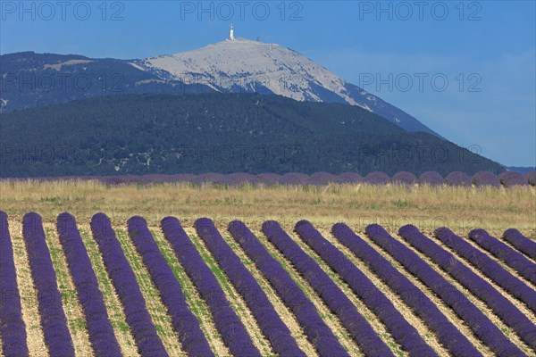 Drôme, champ de lavande