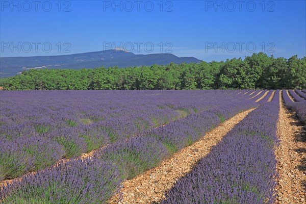 Drôme, champ de lavande