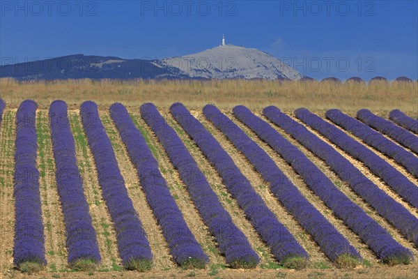 Drôme, champ de lavande