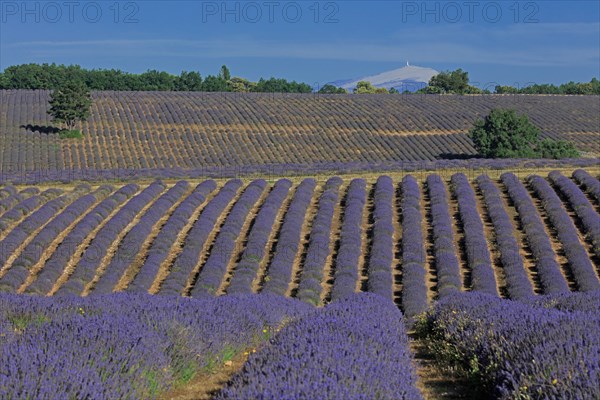 Drôme, champ de lavande