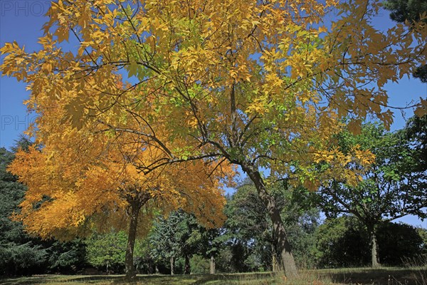 Ash tree in autumn