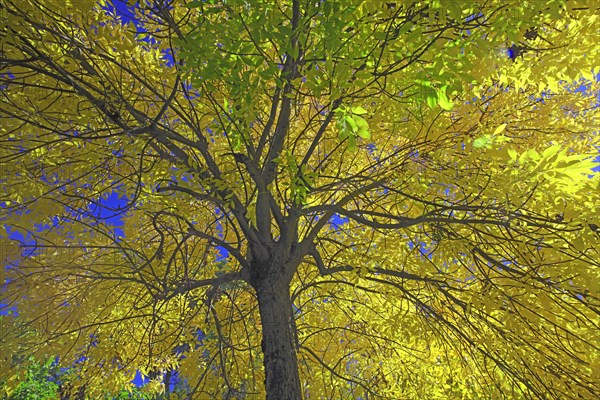 Ash tree in autumn