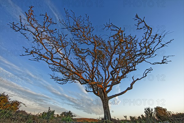 Arbre sans feuille