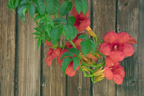 Bignogne (Campsis radicans)