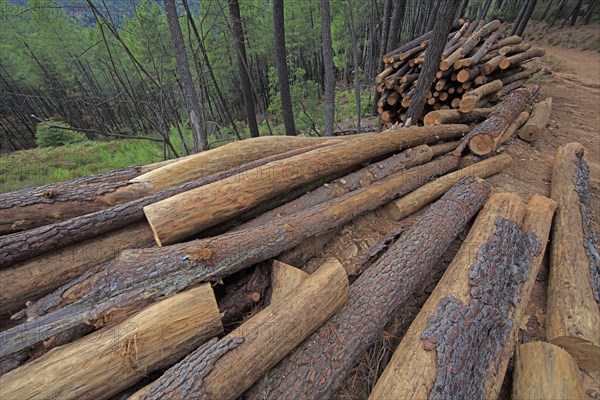 Pine trees cut in a forest in the Gard