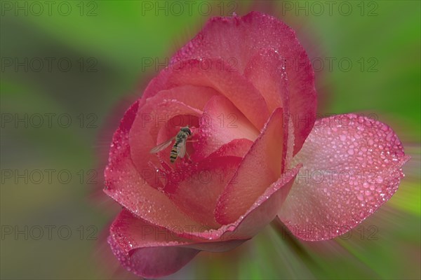 Rose and insect
