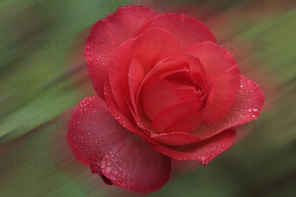 Rose avec gouttes de rosée