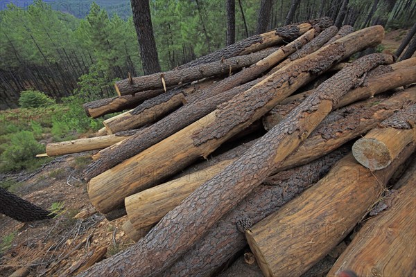 Pine trees cut in a forest in the Gard