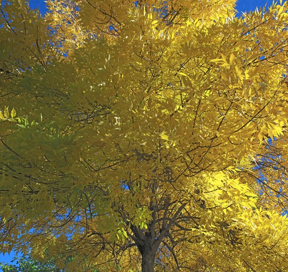 Ash tree in autumn