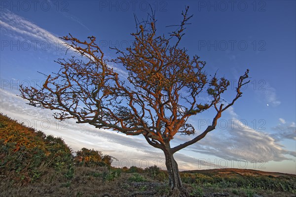 Leafless tree