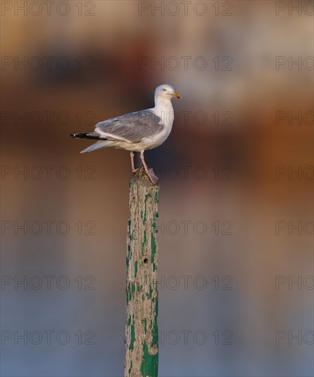 Mouette tridactyle posée sur un poteau, Manche