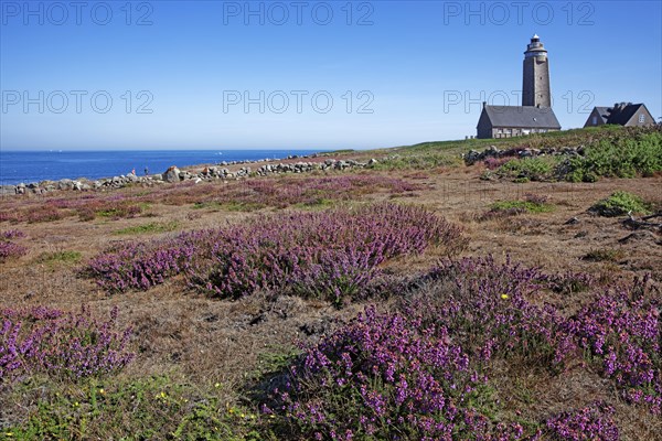 Fermanville, Cap Lévi, Manche