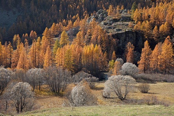 Névache en automne, Vallée de la Clarée, Hautes-Alpes