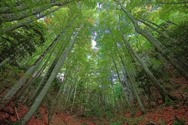 Saou, Drôme