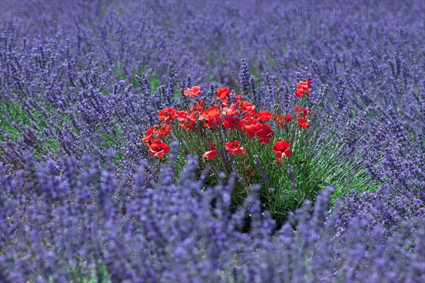 Poppies in the middle of a lavender field