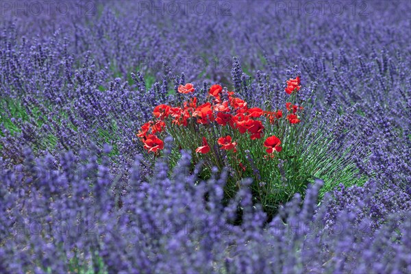 Coquelicots au milieu d'un champ de lavande