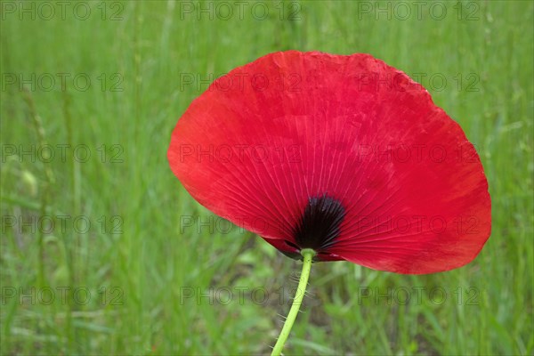 Fleur de coquelicot