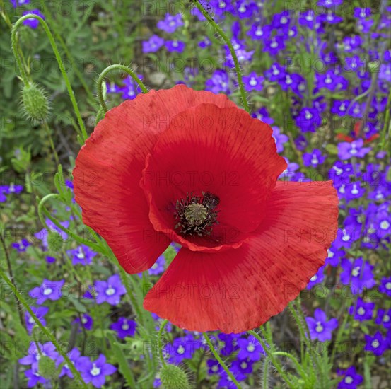 Coquelicot et myosotis