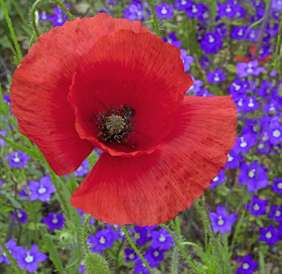 Coquelicot et myosotis