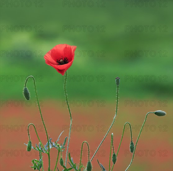 Poppy flower