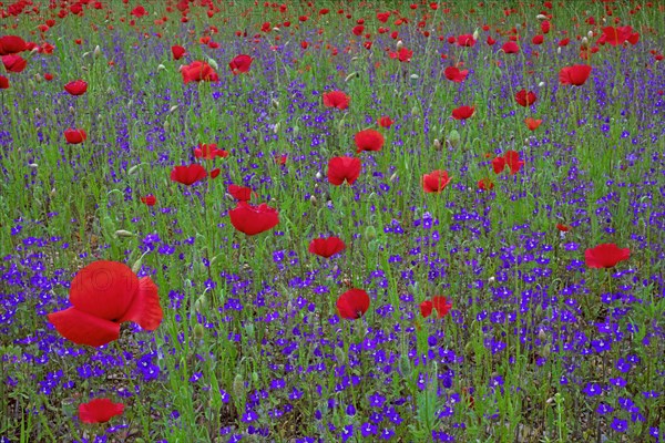 Coquelicots et myosotis