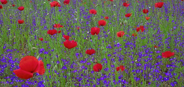 Coquelicots et myosotis