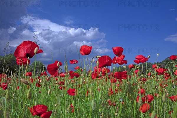 Champ de coquelicots