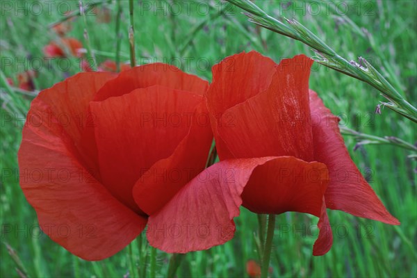 Poppy flower