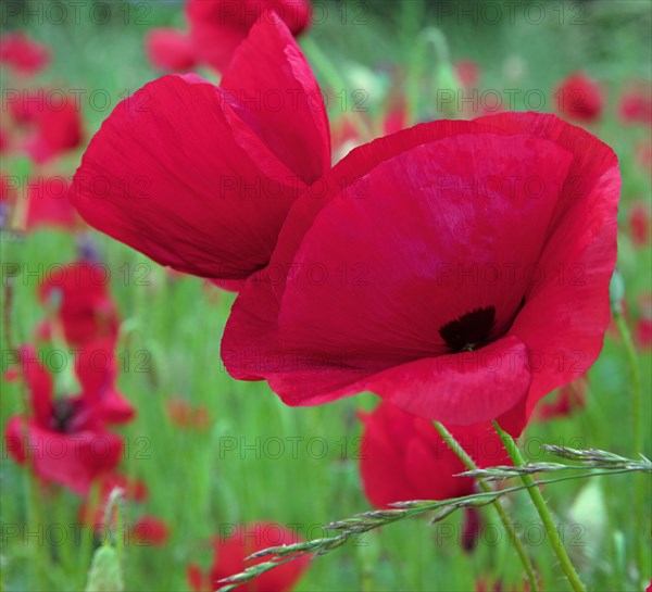 Coquelicot en fleurs