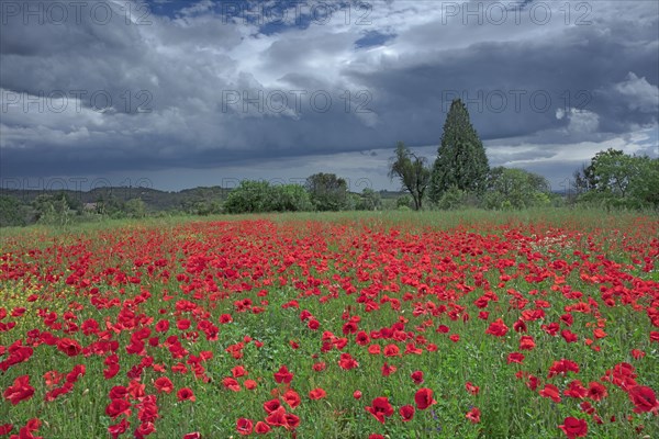 Champ de coquelicots