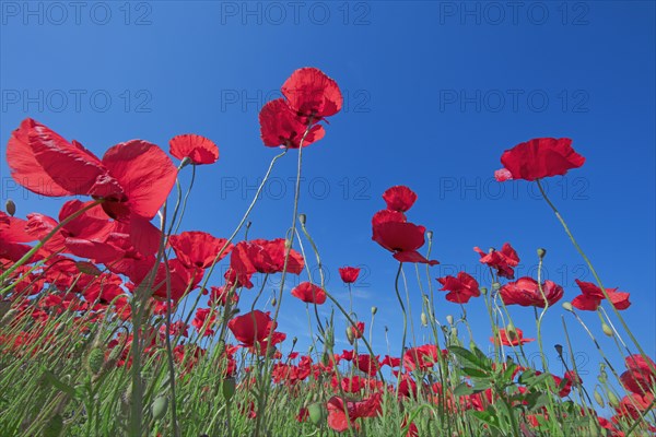 Champ de coquelicots