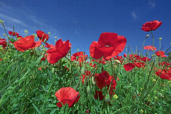 Champ de coquelicots