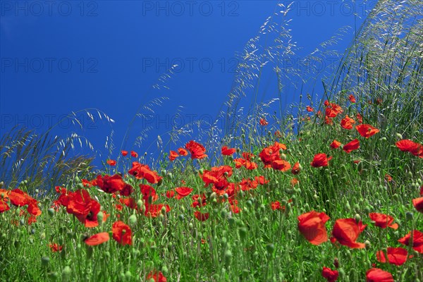 Field of poppies