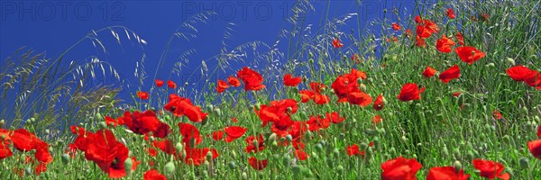 Field of poppies