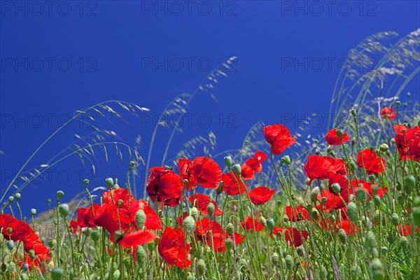 Field of poppies