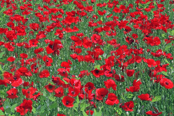 Champ de coquelicots