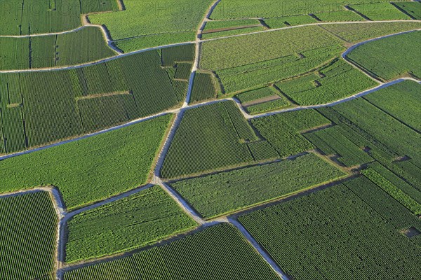 Champagne vineyard, aerial landscape of the vineyard plots