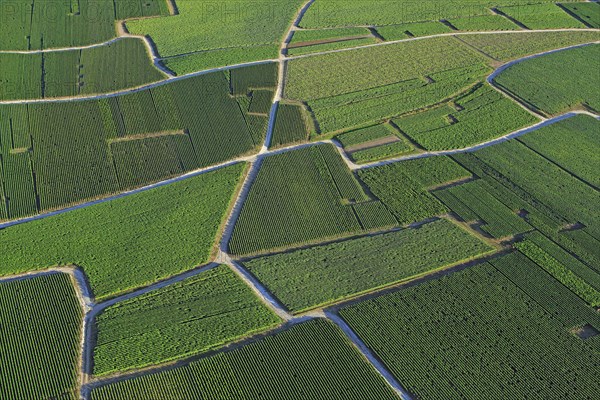 Vignoble de Champagne, paysage aérien des parcelles viticoles