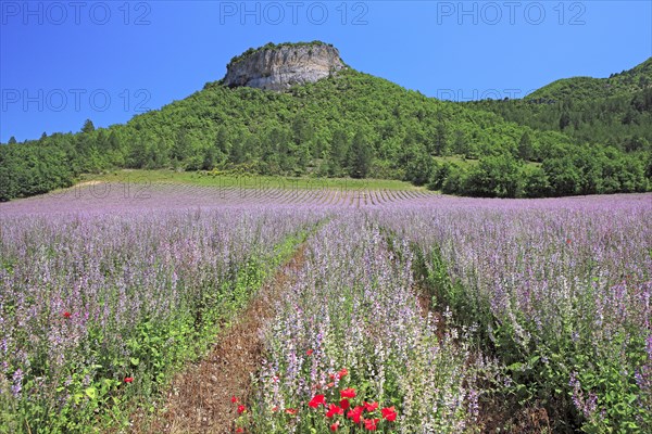 Field with mallows, Vaucluse