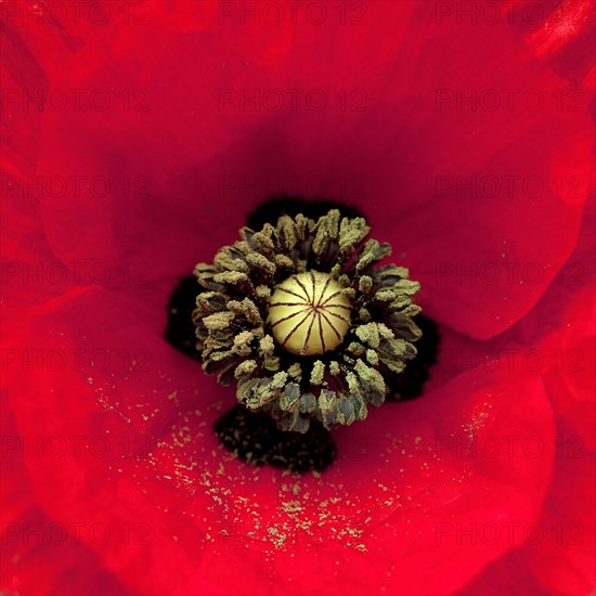 Gros plan d'une fleur de coquelicot