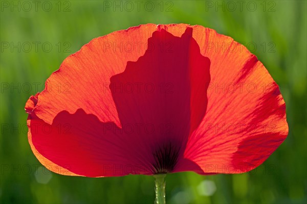 Poppy flower