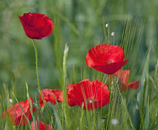 Coquelicots