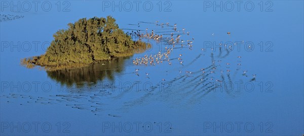 Flamants roses en Camargue