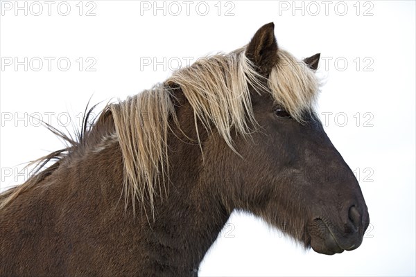 Islande, Cheval Islandais