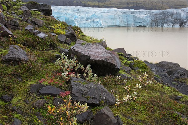 Iceland, Svínafellsjökull glacier