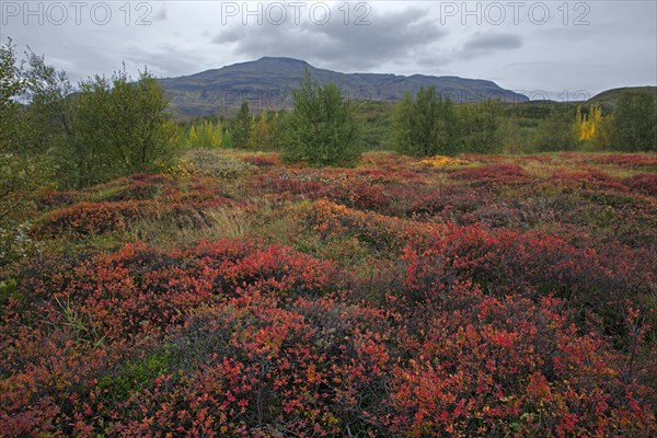 Iceland, the Geysir geothermal area